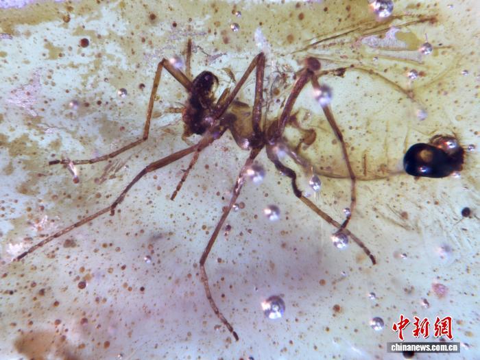 国际最新研究:南美发现首批保存昆虫琥珀沉积物 国际最新研究:南美发现首批保存昆虫琥珀沉积物