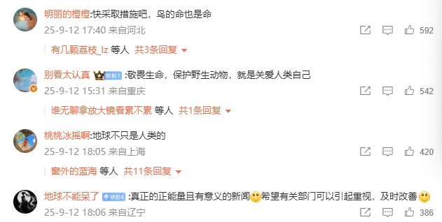 暖心后续！南京“小鸟撞墙死亡”高发地穿上了“防撞衣”