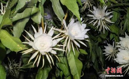 见者好运！三十几朵昙花同时绽放