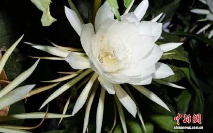 见者好运！三十几朵昙花同时绽放