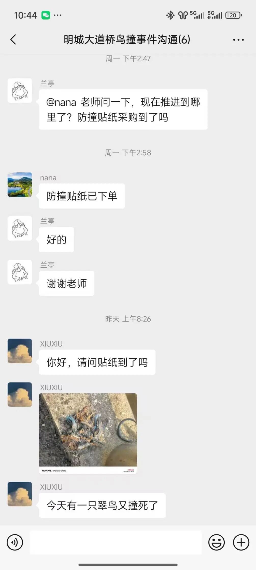 暖心后续！南京“小鸟撞墙死亡”高发地穿上了“防撞衣”