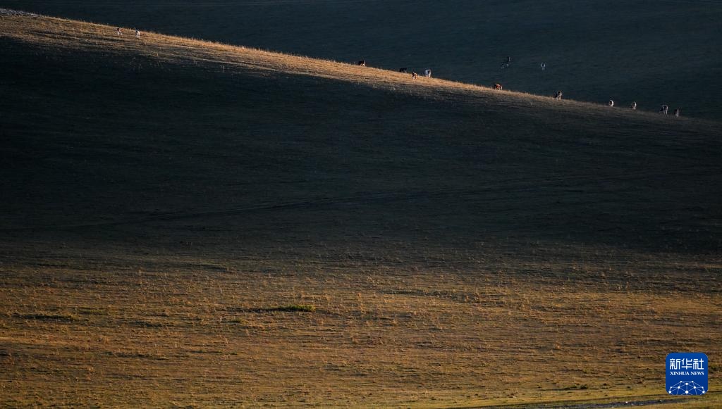 美丽中国丨内蒙古扎鲁特草原秋色渐浓