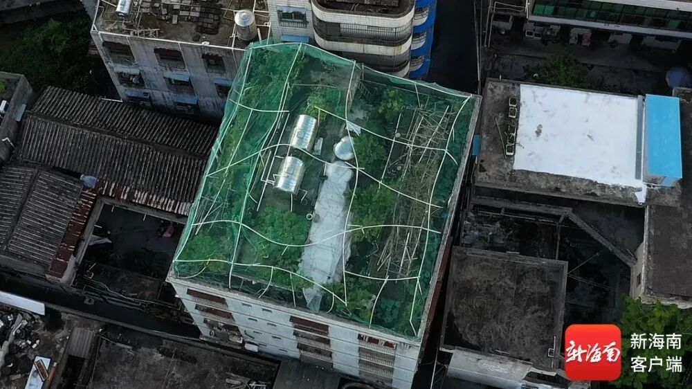 海口一住宅楼顶现“空中菜园”？执法部门回应→