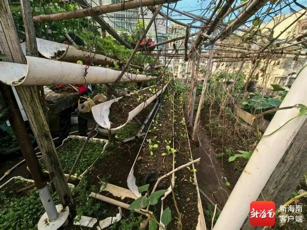 海口一住宅楼顶现“空中菜园”？执法部门回应→