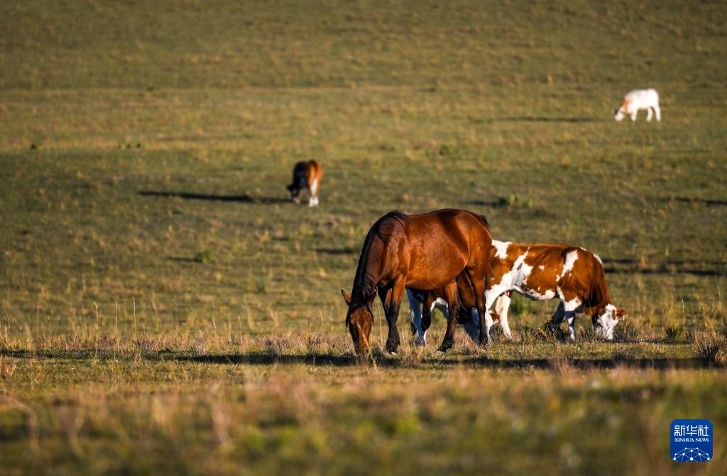 美丽中国丨内蒙古扎鲁特草原秋色渐浓