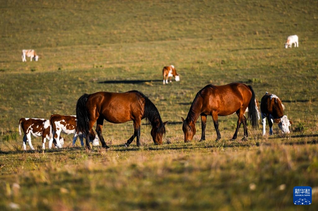 美丽中国丨内蒙古扎鲁特草原秋色渐浓
