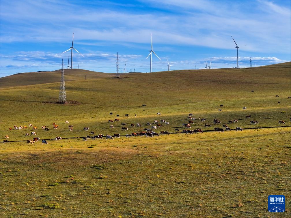 美丽中国丨内蒙古扎鲁特草原秋色渐浓