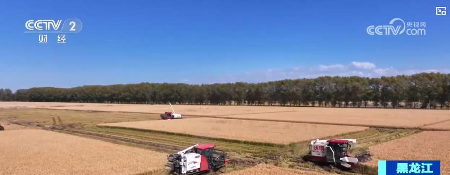 东北玉米金黄，江南稻浪翻滚！科技助力各地“粮”辰美景，丰收在望