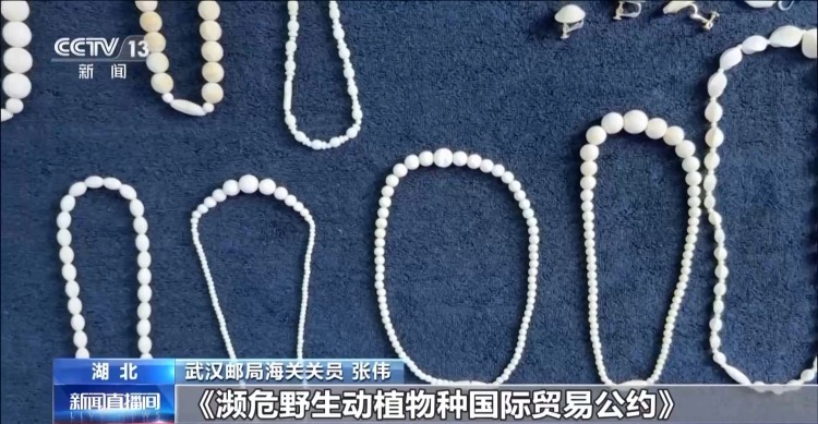 严打“异宠”非法入境 深圳机场口岸查获200余只昆虫类“异宠”