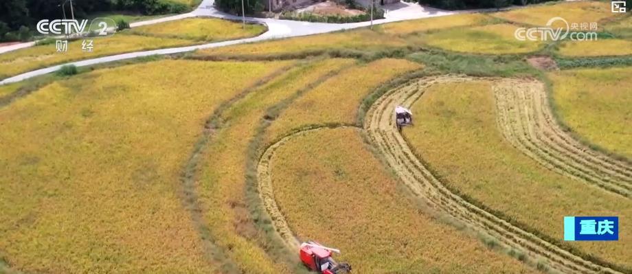 东北玉米金黄，江南稻浪翻滚！科技助力各地“粮”辰美景，丰收在望
