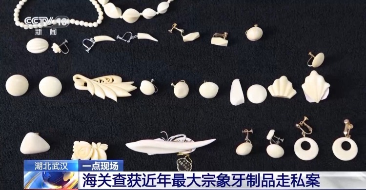 严打“异宠”非法入境 深圳机场口岸查获200余只昆虫类“异宠”