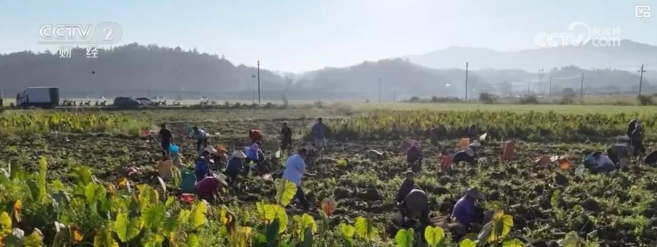 特色产业铺就“富芋”路！订单农业畅通销路 带动农户就业增收
