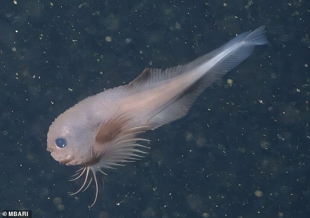 现实版宝可梦,科学家在深海发现可爱蜗牛鱼新物种 现实版宝可梦,科学家在深海发现可爱蜗牛鱼新物种