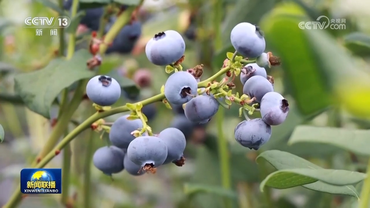 产量高品质优 中国水果“圈粉”全球