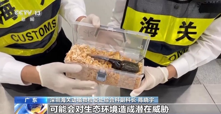 严打“异宠”非法入境 深圳机场口岸查获200余只昆虫类“异宠”
