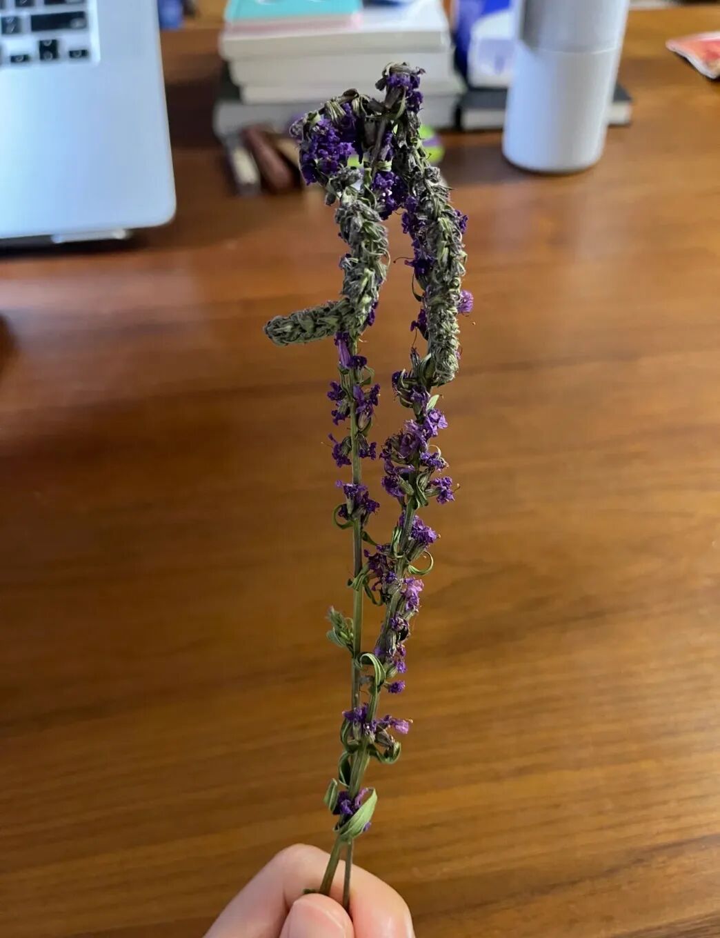 我爸给我寄了两支他在路边看到的花……