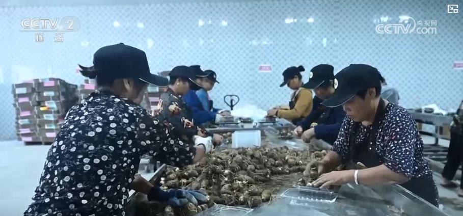 特色产业铺就“富芋”路！订单农业畅通销路 带动农户就业增收