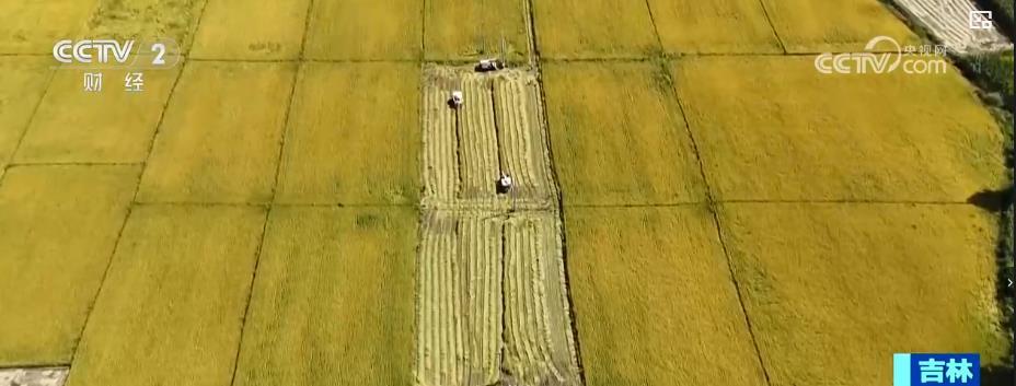 东北玉米金黄，江南稻浪翻滚！科技助力各地“粮”辰美景，丰收在望
