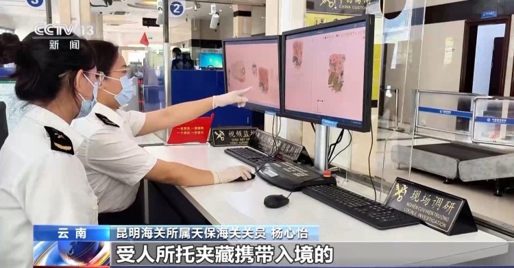 严打“异宠”非法入境 深圳机场口岸查获200余只昆虫类“异宠”