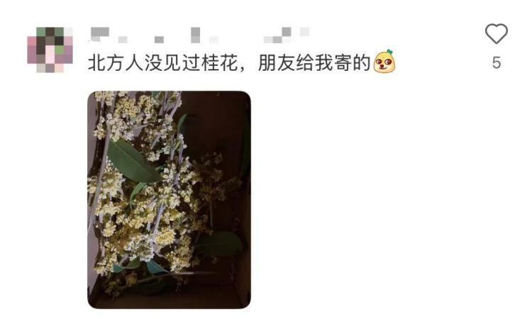 “我爸给我寄了两支他在路边看到的花……”引发网友热议