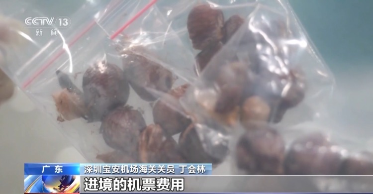 严打“异宠”非法入境 深圳机场口岸查获200余只昆虫类“异宠”