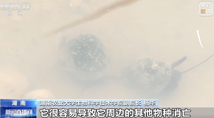 蜘蛛、螳螂等200多只活体昆虫惊现机场！外来“异宠”为何危险？