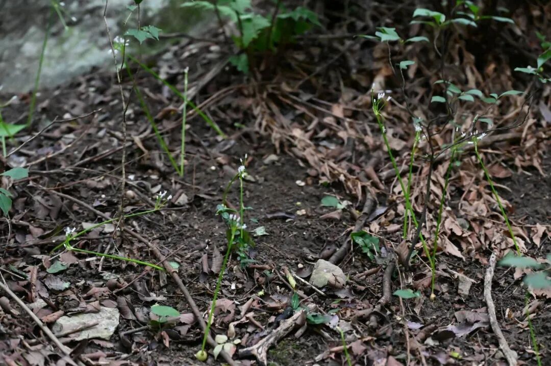 罕见！安徽再次发现“神秘植物”