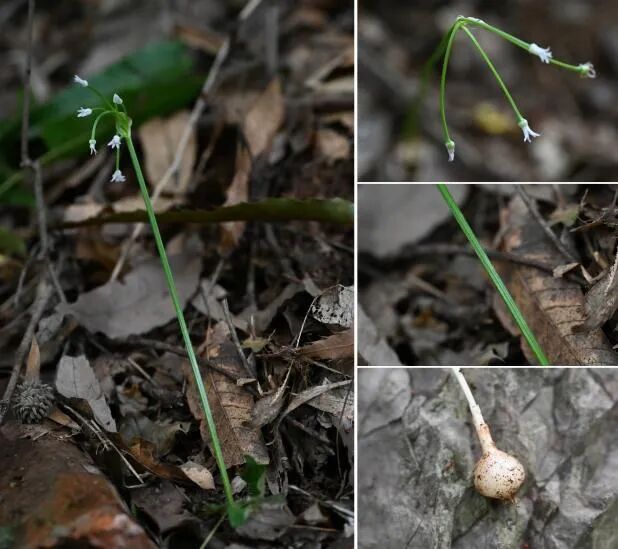 罕见！安徽再次发现“神秘植物”