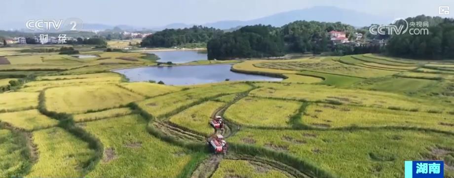 东北玉米金黄，江南稻浪翻滚！科技助力各地“粮”辰美景，丰收在望