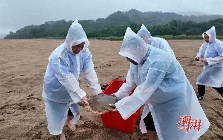 广东渔民捕到“通天河神兽” 数量远少于大熊猫