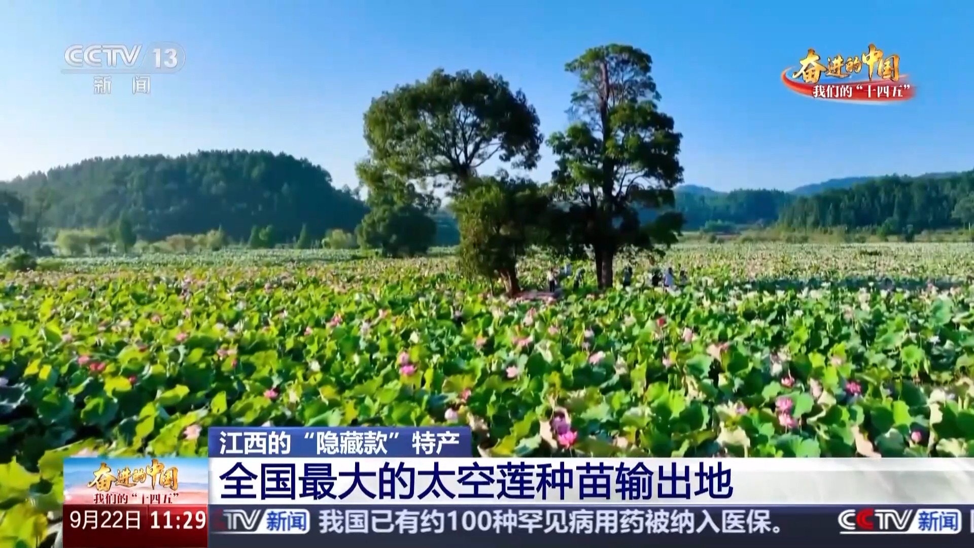 日销20万金鱼变“锦鲤” 江西还有这些“隐藏款”宝藏农产品