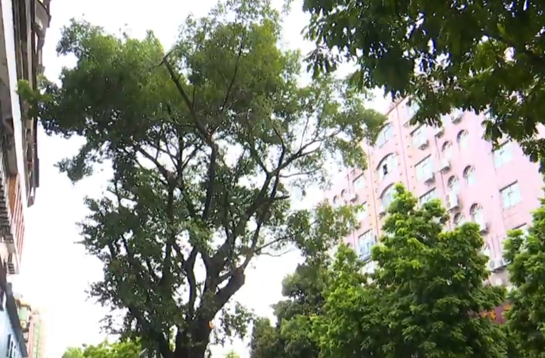 广州花都10米高榕树被吹倒，横跨路面砸中三车