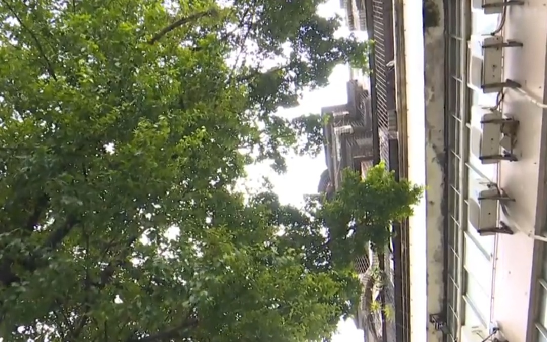 广州花都10米高榕树被吹倒，横跨路面砸中三车