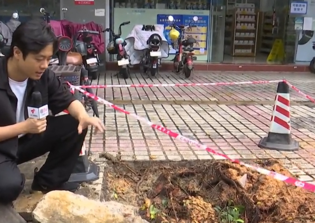 广州花都10米高榕树被吹倒，横跨路面砸中三车