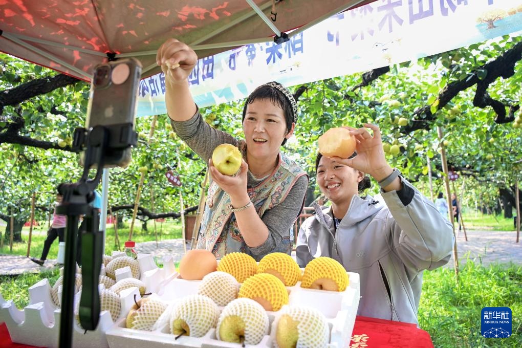 安徽砀山：梨园迎丰收 酥梨甜香润心间