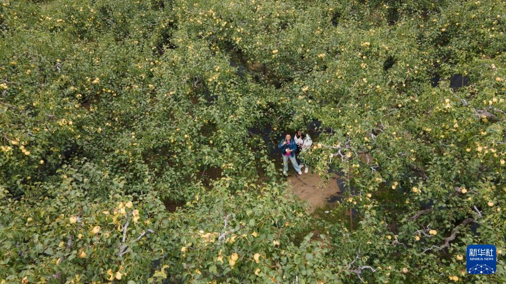 安徽砀山：梨园迎丰收 酥梨甜香润心间