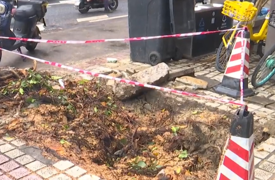广州花都10米高榕树被吹倒，横跨路面砸中三车