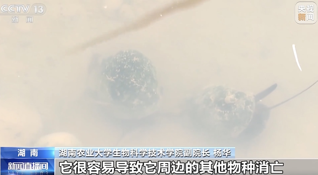 掀开衣服，密密麻麻！200多只活虫惊现机场……