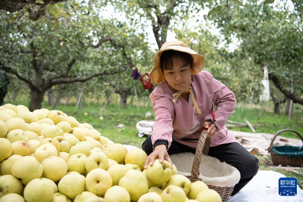 安徽砀山：梨园迎丰收 酥梨甜香润心间