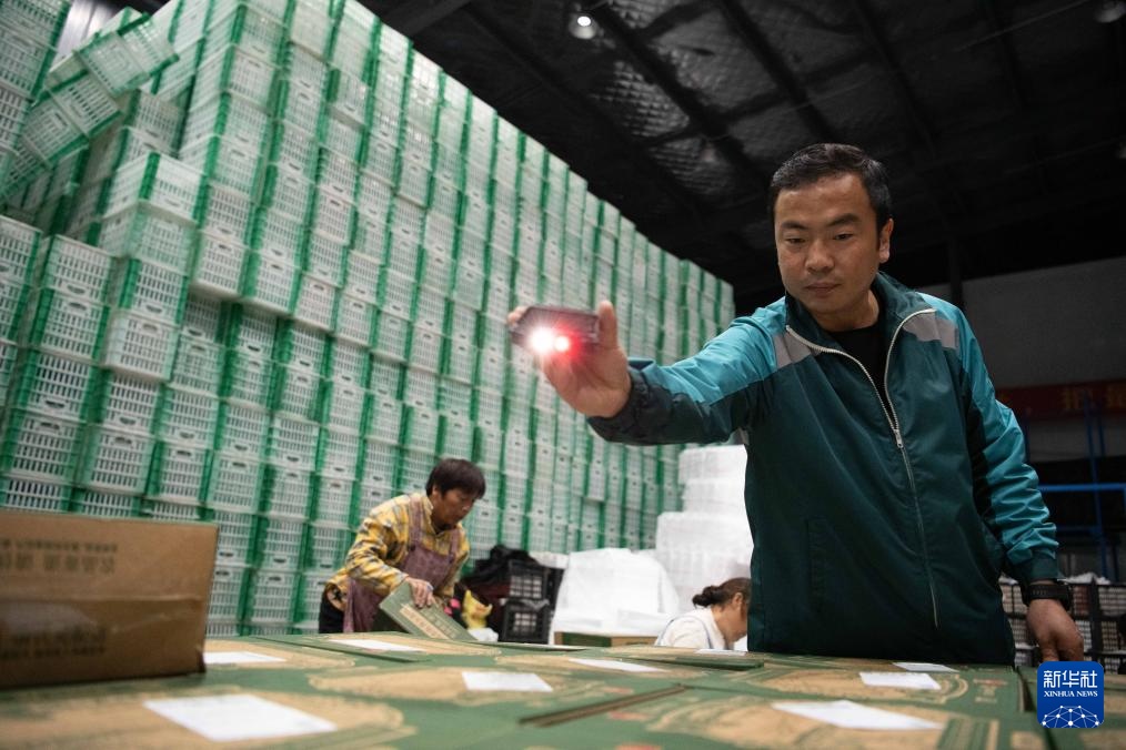 安徽砀山：梨园迎丰收 酥梨甜香润心间