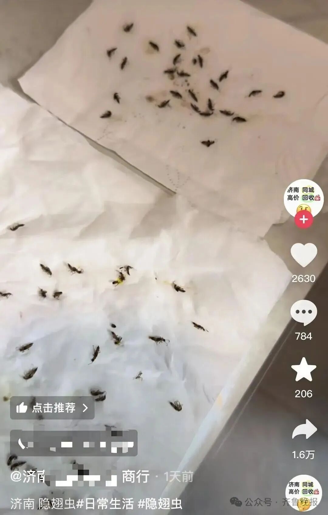 山东多地现“飞行的硫酸”隐翅虫！有人差点“毁容”！这种虫子，千万别拍！