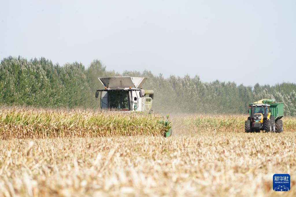 “大粮仓”黑龙江进入秋收季