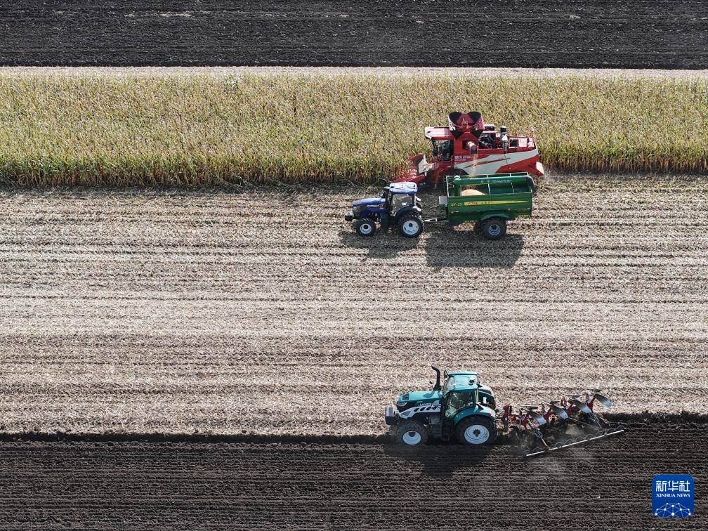 “大粮仓”黑龙江进入秋收季