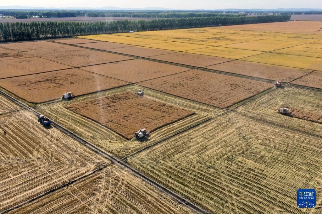“大粮仓”黑龙江进入秋收季