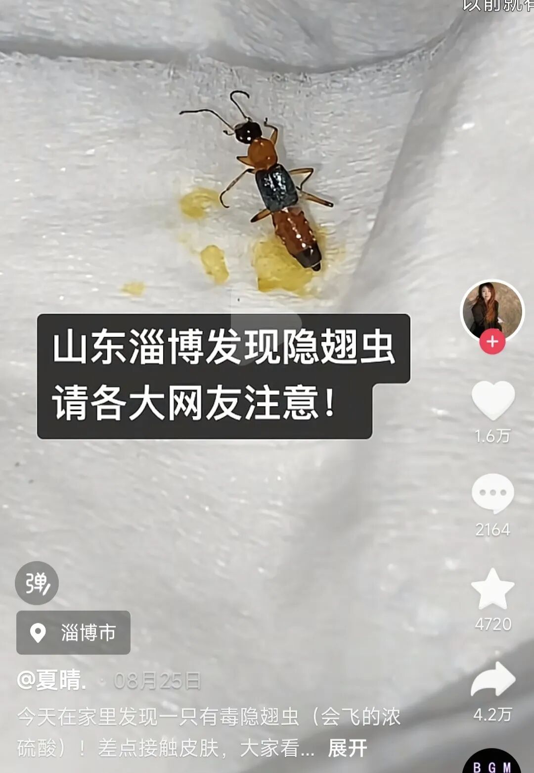 山东多地现“飞行的硫酸”隐翅虫！有人差点“毁容”！这种虫子，千万别拍！