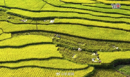解锁巴渝大地丰收喜悦