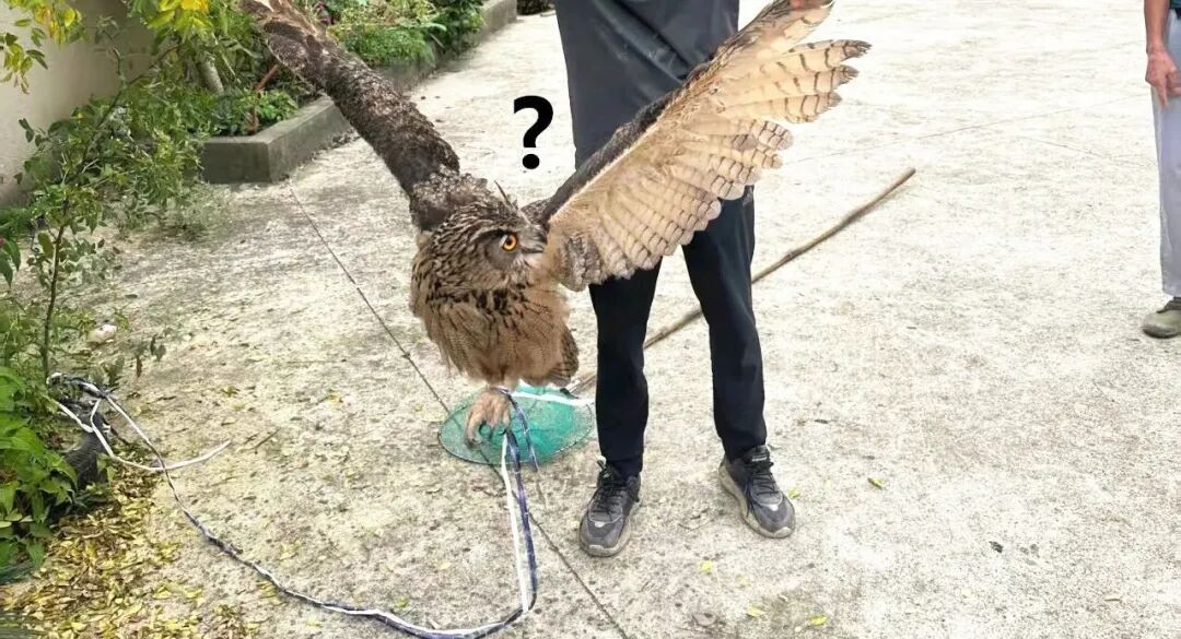 雕鸮(xiāo):警察叔叔,我偷鸡吃,鸡该判几年? 雕鸮(xiāo):警察叔叔,我偷鸡吃,鸡该判几年?