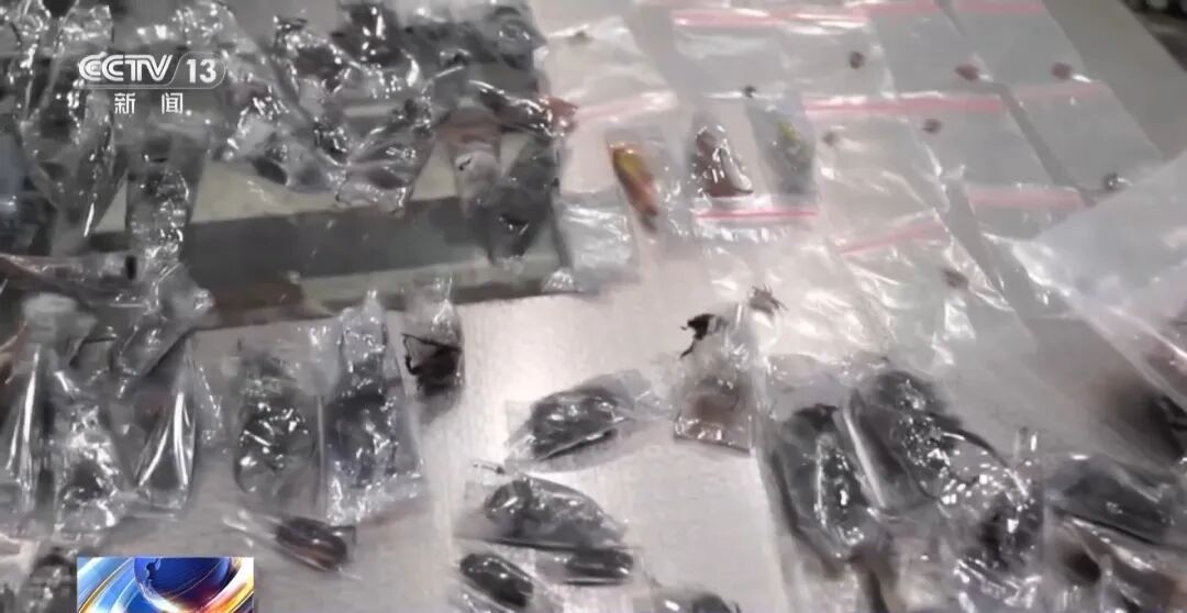 掀开衣服，密密麻麻！200多只活虫…...