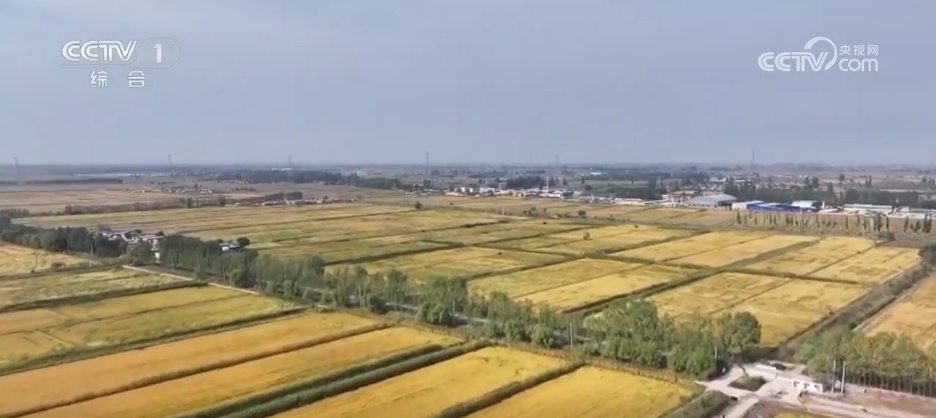 玉米丰收“金”满仓 智能农机“唱主角” 希望的田野上 “丰”景如画