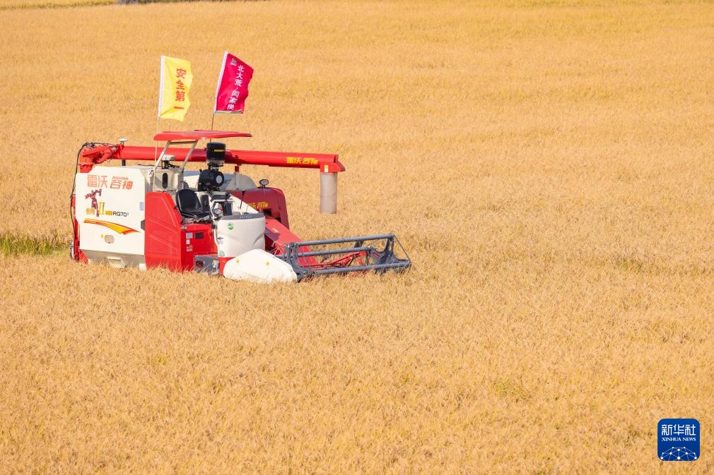“大粮仓”黑龙江进入秋收季